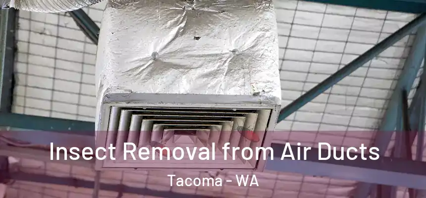 Insect Removal from Air Ducts Tacoma - WA